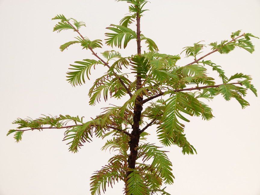 METASEQUOIA glyptostroboide