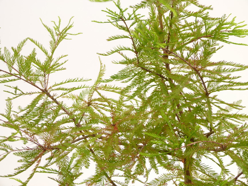 TAXODIUM distichum