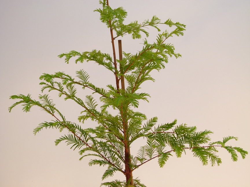 METASEQUOIA glyptostroboide Waasland