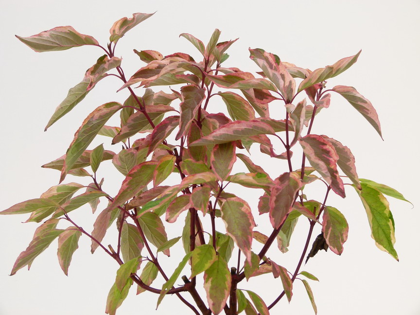 CORNUS alba Gouchaultii