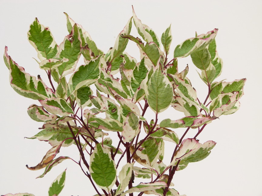CORNUS alba Elegantissima