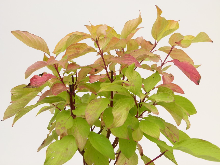 CORNUS alba Aurea