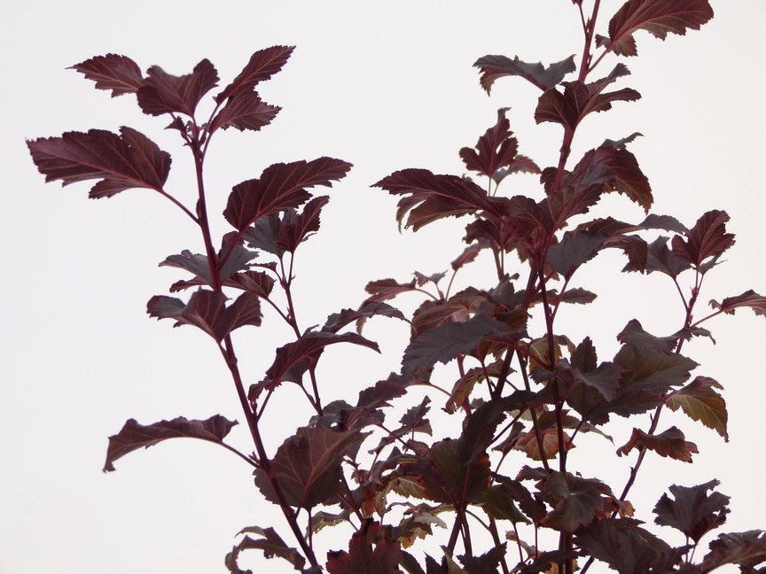 PHYSOCARPUS opulifolius Summer Wine ®