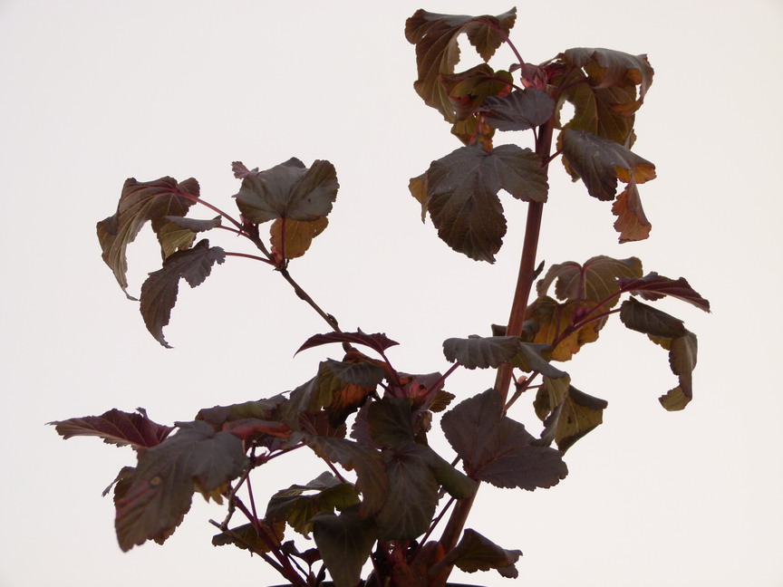 PHYSOCARPUS opulifolius Lady in Red ®