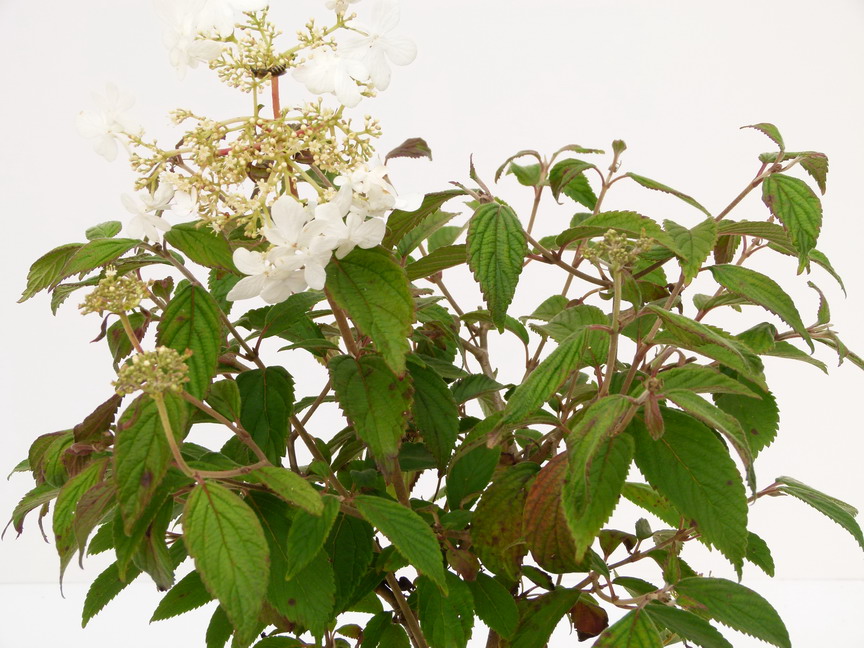 VIBURNUM plicatum Summer Snowflake : floraison automnale. Nº4251