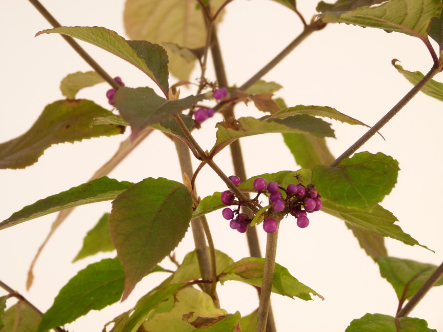CALLICARPA bodinieri Profusion