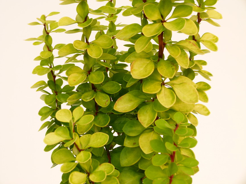 BERBERIS thunbergii Golden Torch ®