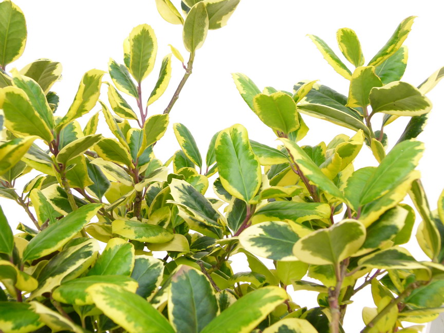 ILEX x.altaclarensis Golden King