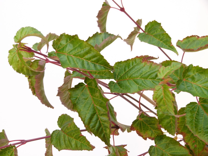 ACER davidii Sélection