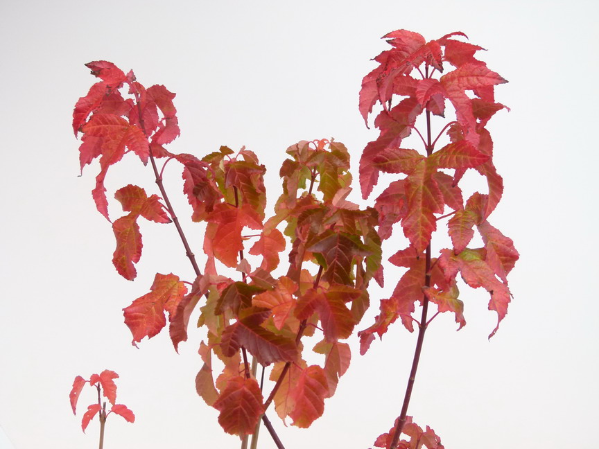 ACER ginnala