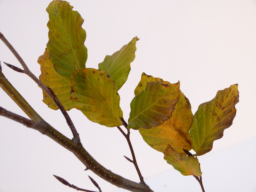FAGUS sylvatica Dawyck
