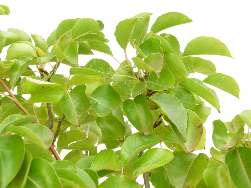PYRUS calleryana Chanticleer