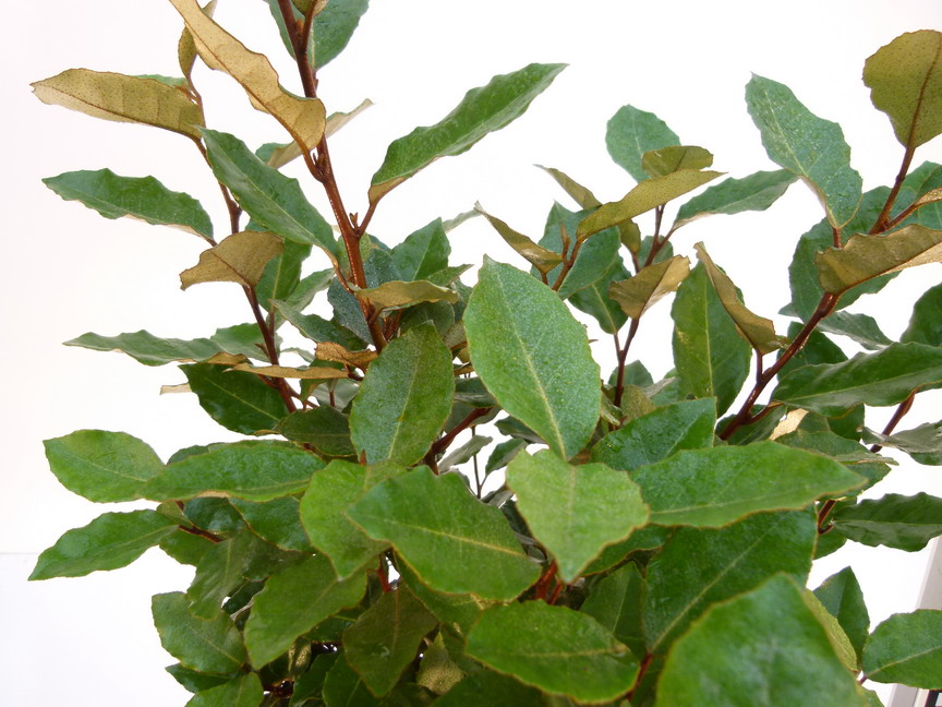 ELAEAGNUS x.ebbingei Compacta