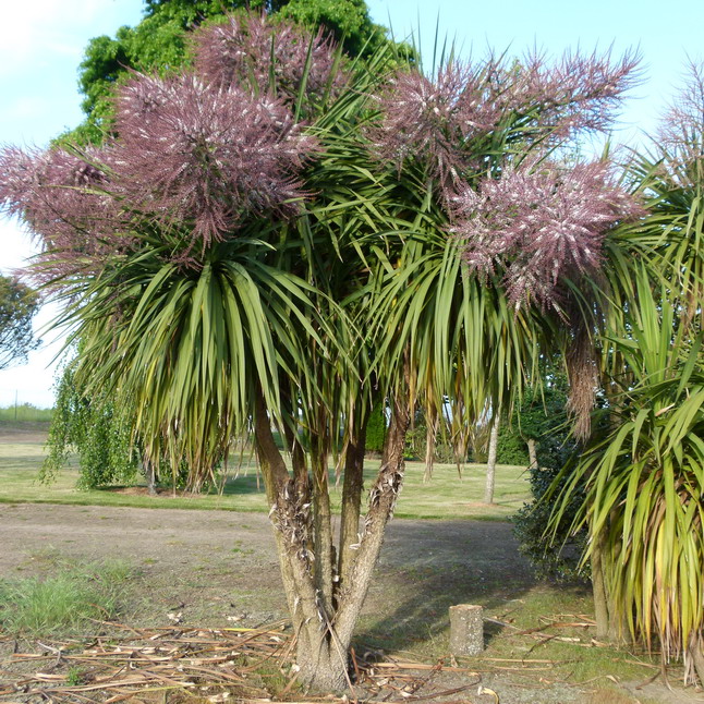 CORDYLINE australis Palmier de NouvelleZélande, dracaena australis Pépinière en ligne de