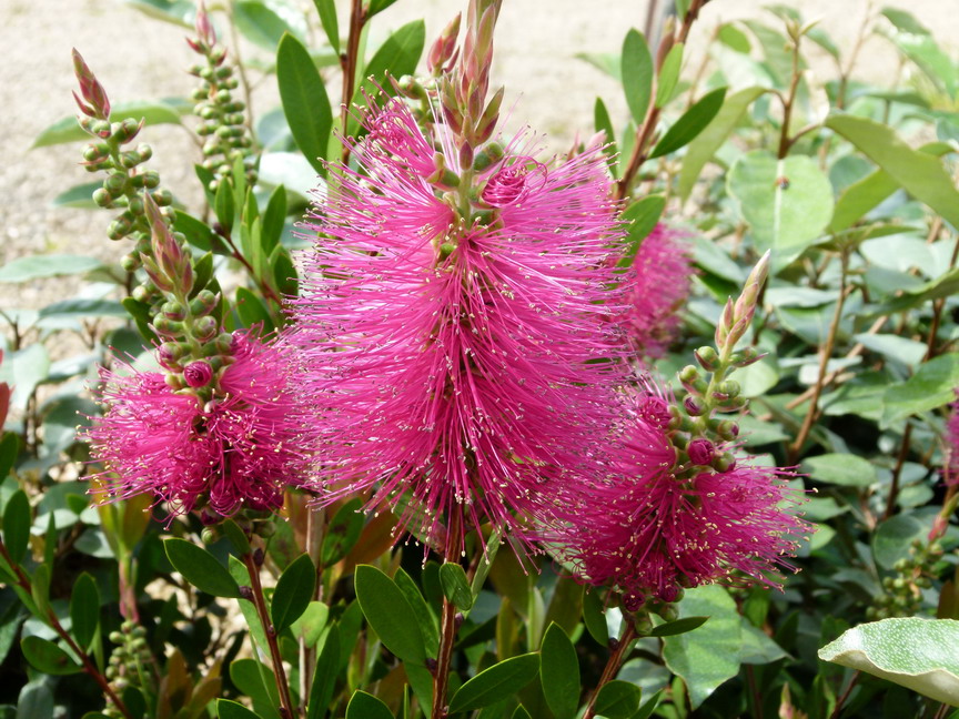 CALLISTEMON viminalis Bright Pink