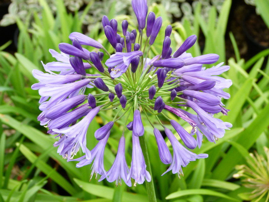 AGAPANTHUS Greenfield