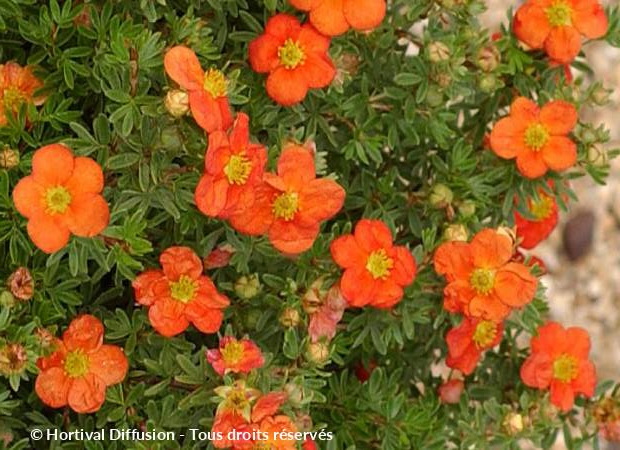 POTENTILLA fruticosa Red Joker