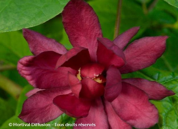 SINOCALYCANTHUS x.raulstonii Hartlage Wine