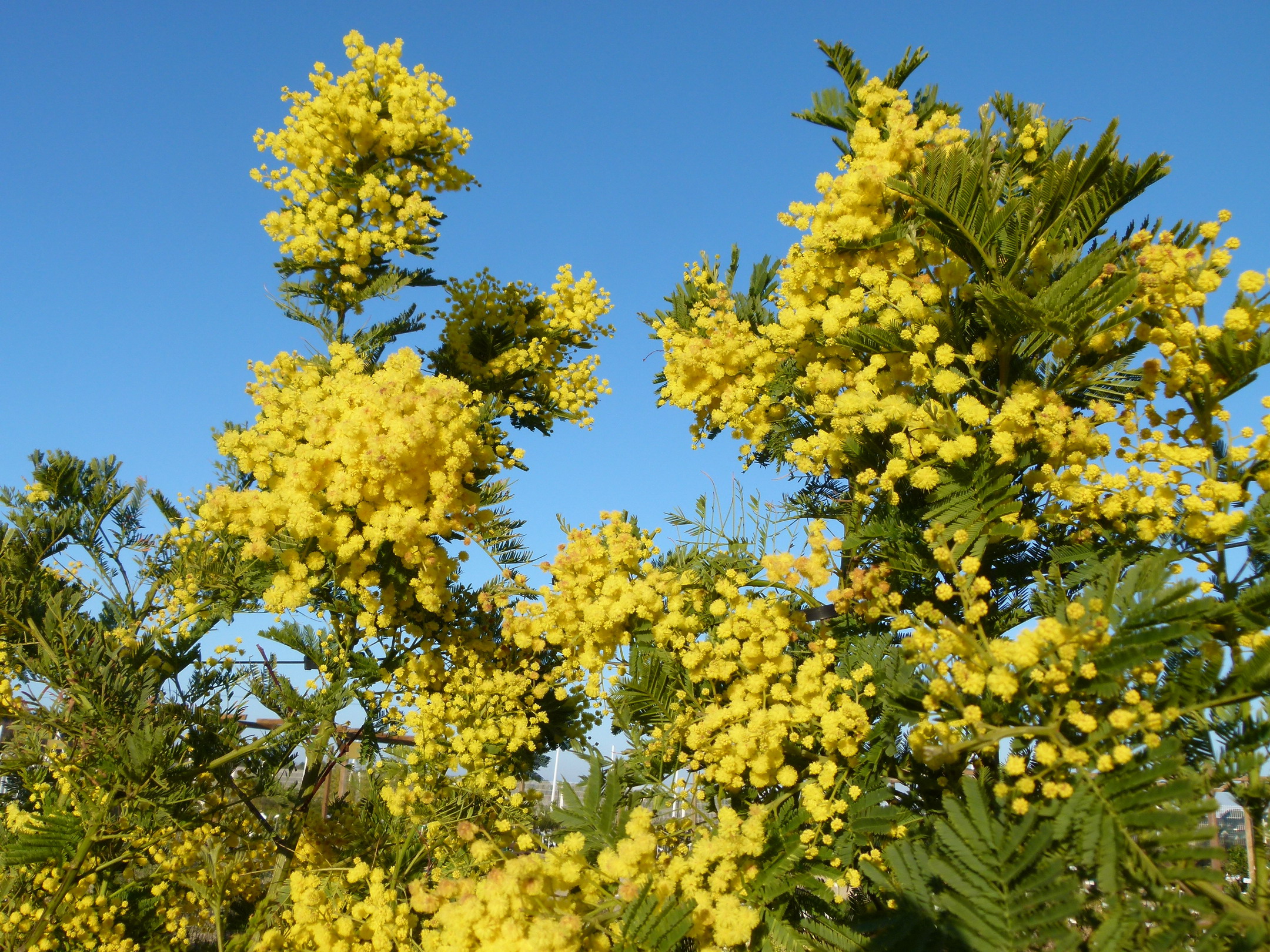 ACACIA dealbata | Mimosa d&amp;#39;hiver, mimosa des fleuristes, mimosa argenté ...