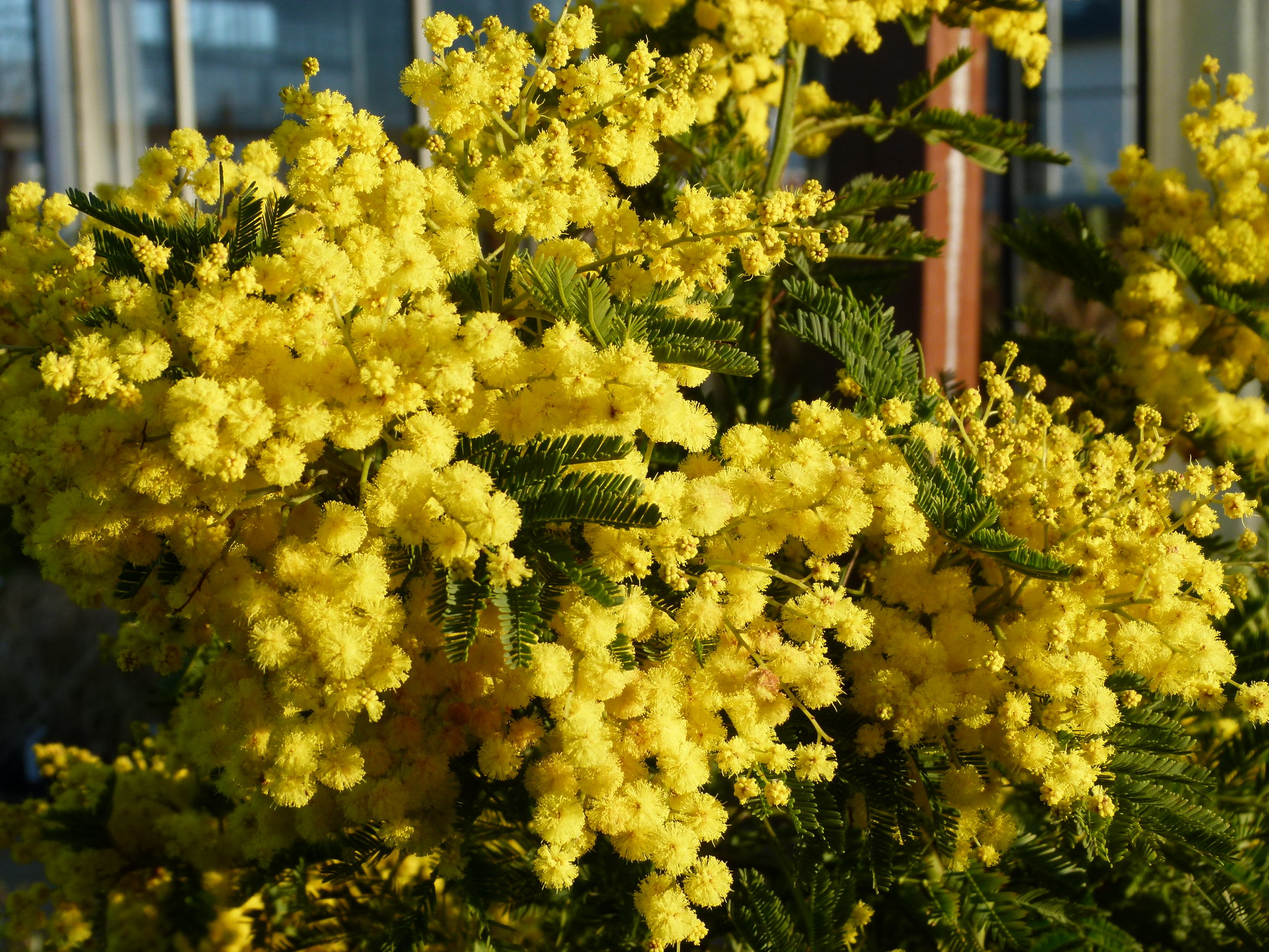 ACACIA dealbata Gaulois Astier