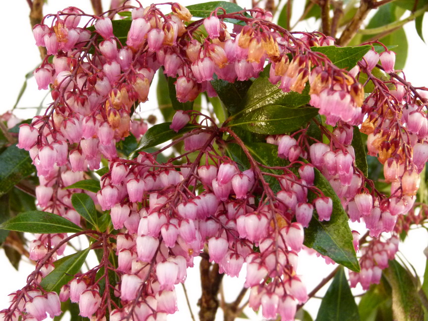 PIERIS japonica Katsura ® : floraison de début de printemps. Nº4390