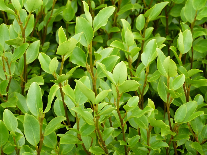 griselinia littoralis