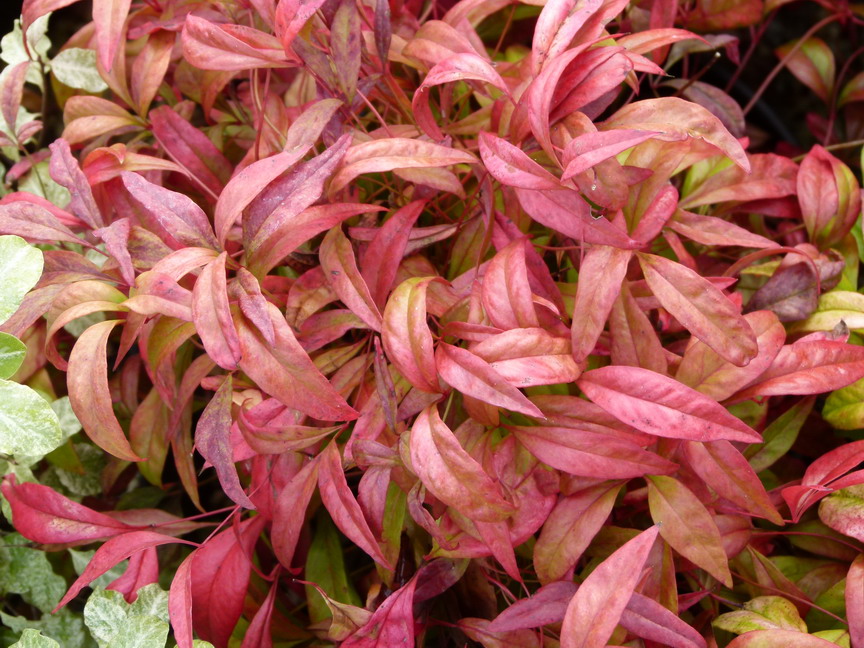 NANDINA domestica Pygmaea