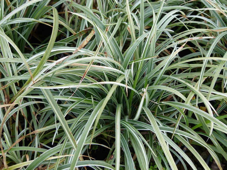 LIRIOPE muscari Silver Ribbon