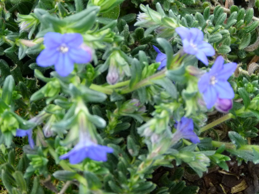 LITHODORA diffusa Heavenly Blue