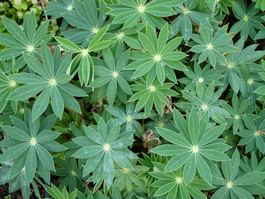 LUPINUS Minarette