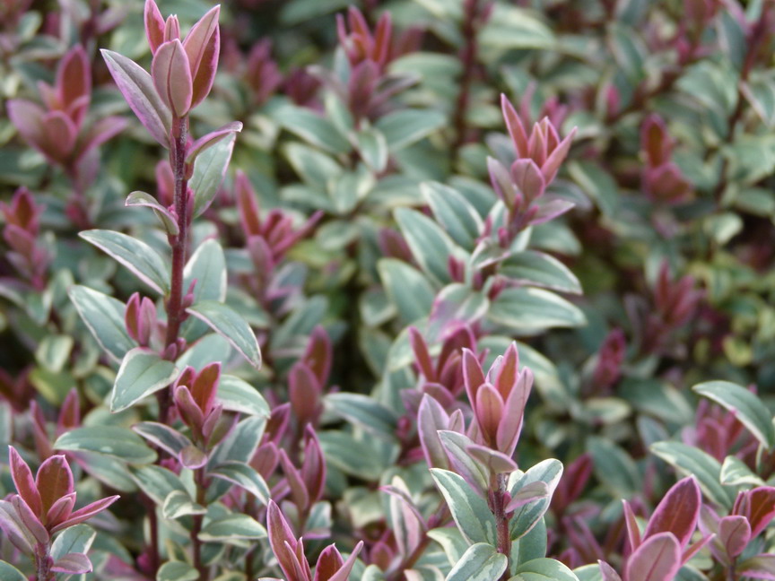 MYRTUS ugni Flambeau