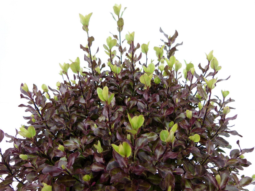 PITTOSPORUM tenuifolium Tom Thumb