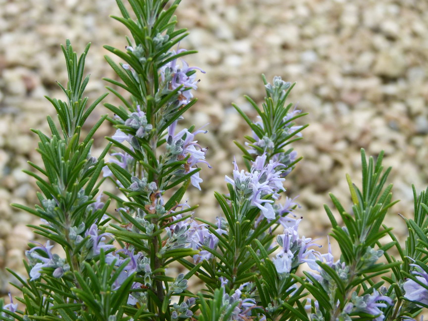 ROSMARINUS officinalis