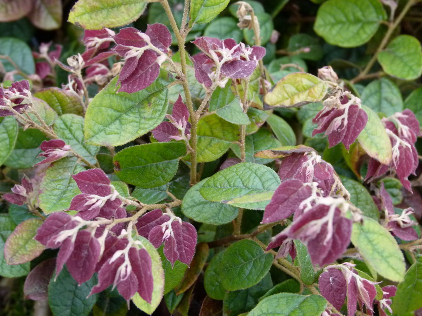 LOROPETALUM chinense Rubra