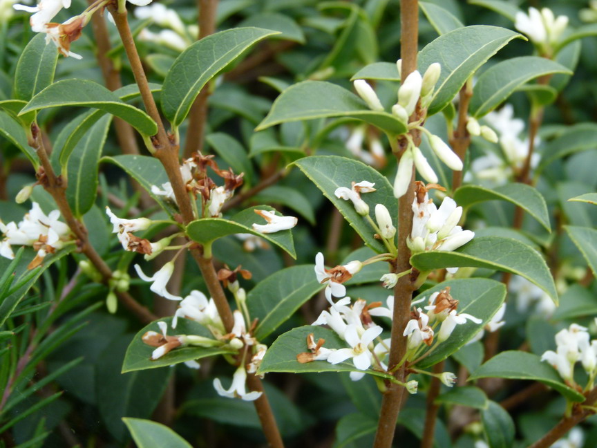 OSMANTHUS x.burkwoodii : floraison de fin d'hiver. Nº4444