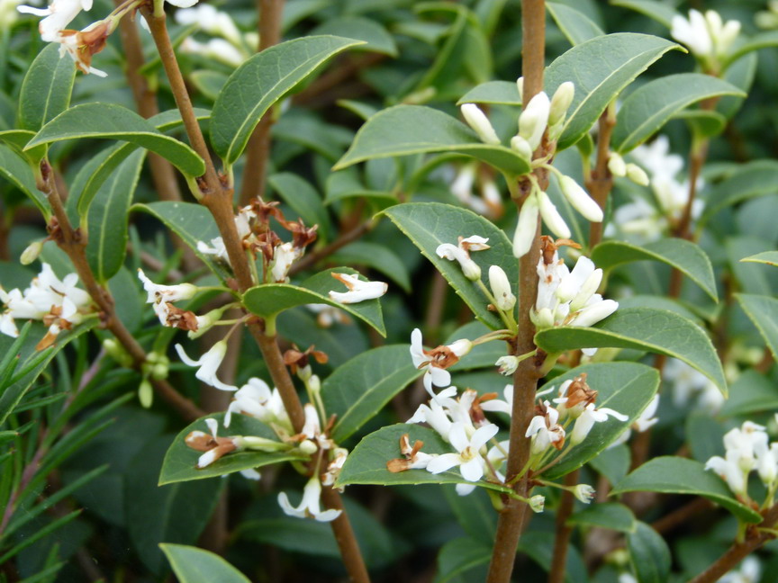 OSMANTHUS x.burkwoodii