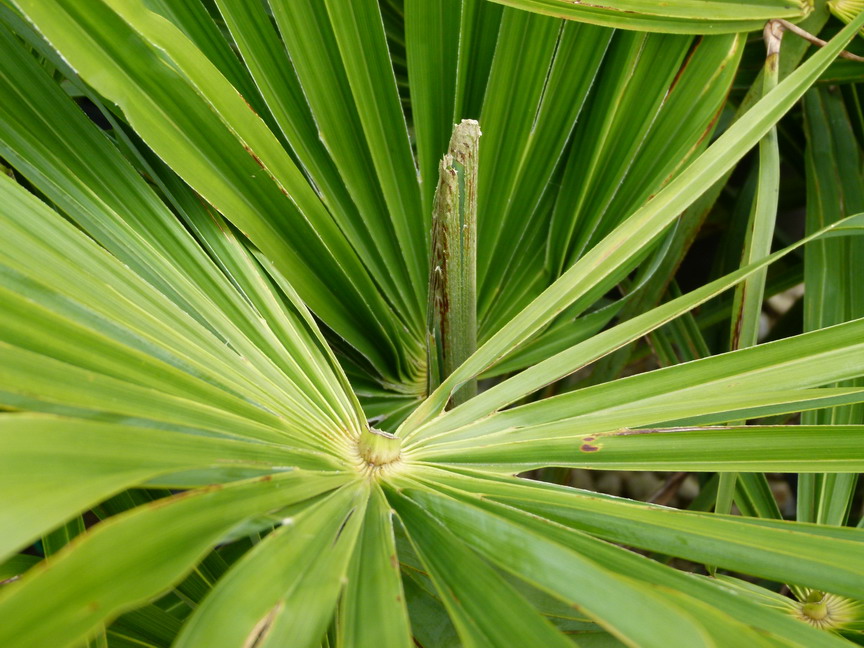 TRACHYCARPUS fortunei