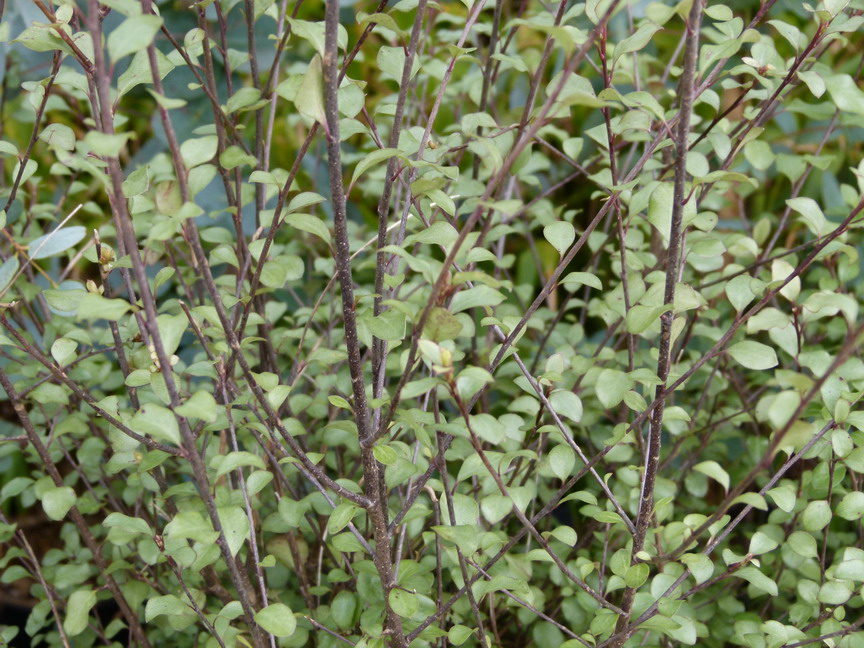PITTOSPORUM tenuifolium Green Elf : feuillage persistant. Nº4454