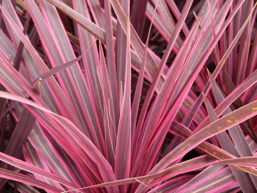 CORDYLINE australis Sunrise