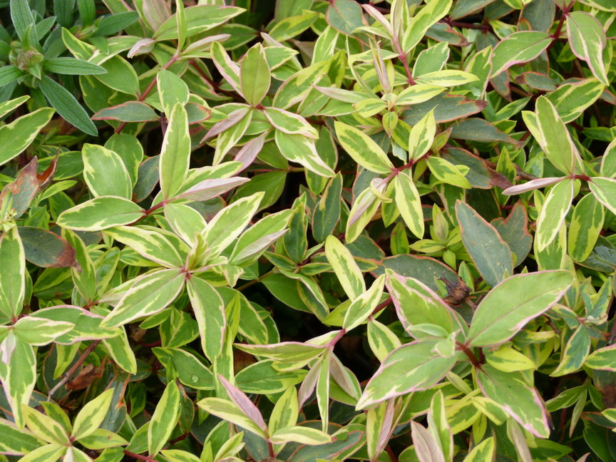 HYPERICUM x.moserianum Tricolor