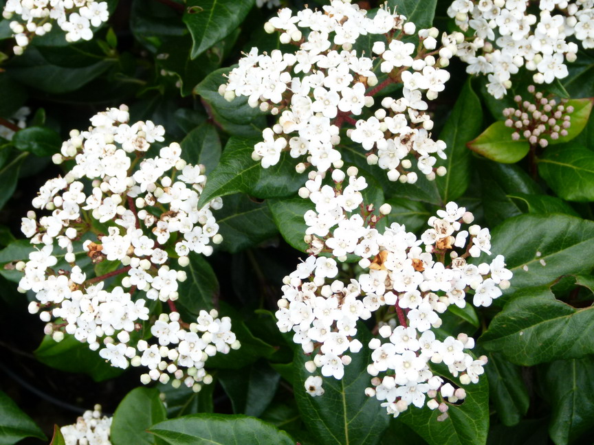 VIBURNUM tinus Lucidum : floraison de printemps. Nº4470