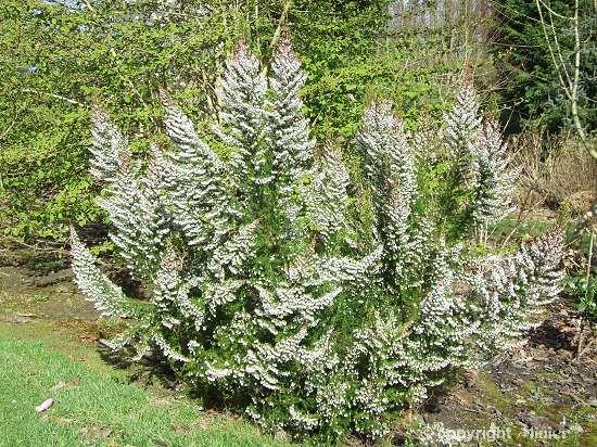 ERICA arborea Great Star ®