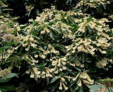 CLETHRA barbinervis Great Star ®