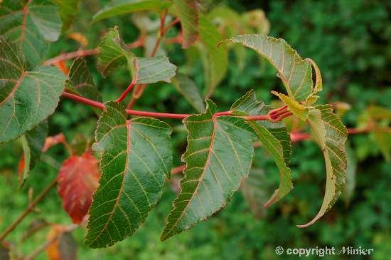 ACER rufinerve Great Star ®