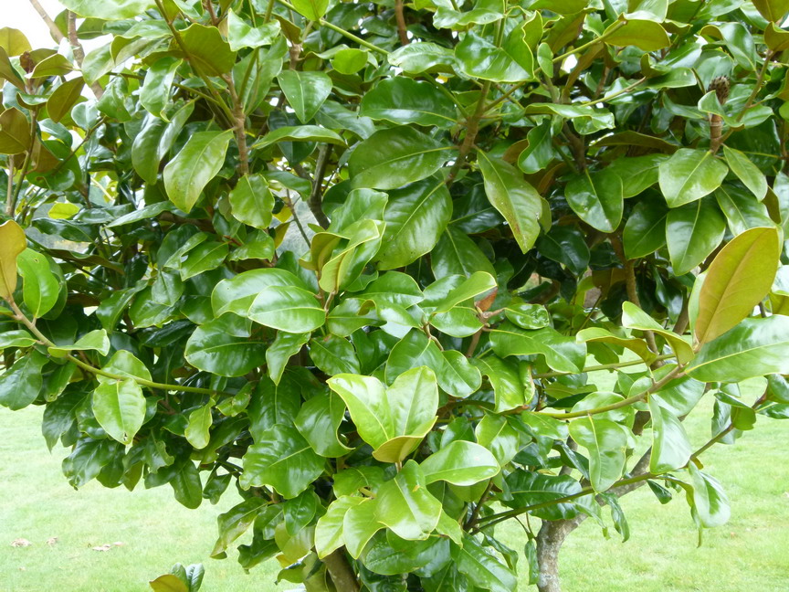 MAGNOLIA grandiflora Goliath