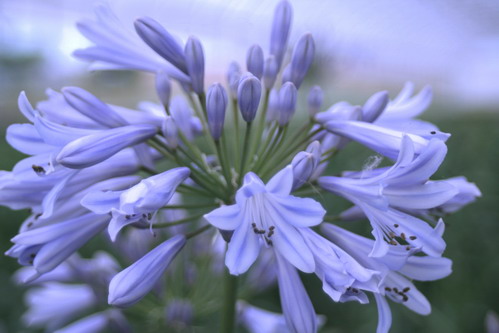 AGAPANTHUS Blue Baby