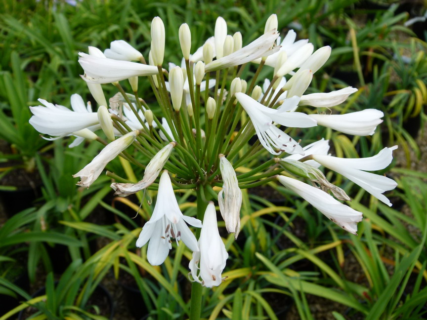 AGAPANTHUS Vallée de la Sarthe