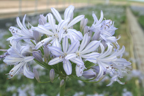 AGAPANTHUS Gayles Lilac
