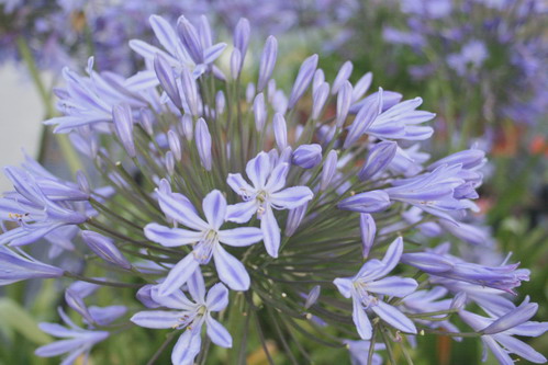 AGAPANTHUS Vallée de la Belle