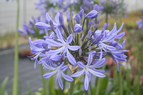 AGAPANTHUS Vallée de l'Authion